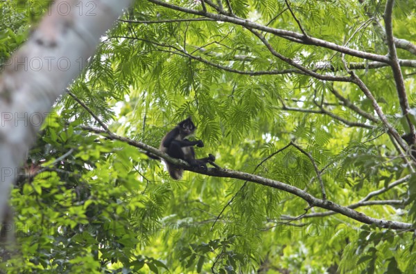 Yucatan spider monkey (Ateles geoffroyi yucatanensis) in the Yaxha-Nakum-Naranjo National Park,
