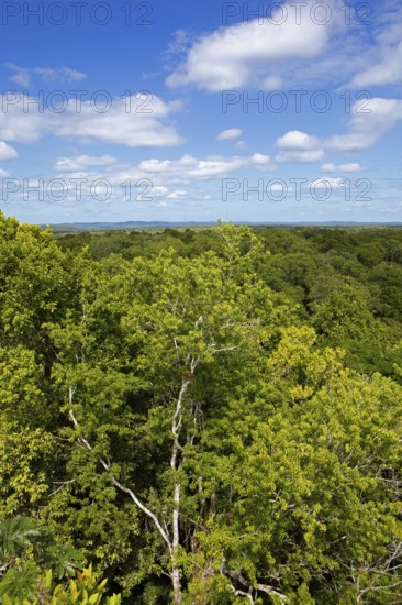 Rainforest or jungle in Yaxha-Nakum-Naranjo National Park, Biósfera Maya Nature Reserve, Lowlands,