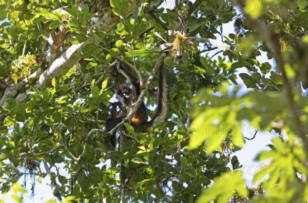 Yucatán spider monkey (Ateles geoffroyi yucatanensis) in the Yaxha-Nakum-Naranjo National Park,