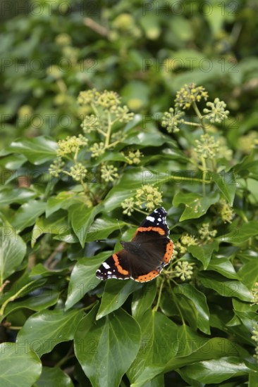 Red admiral butterfly (Vanessa atalanta) adult insect feeding on Ivy flowers in autumn, England,