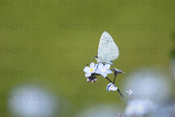 Holly blue butterfly (Celastrina argiolus) adult insect feeding on a garden Forget-me-not flower in