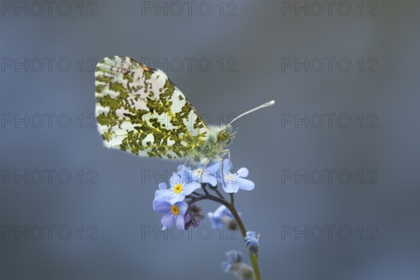 Orange tip butterfly (Anthocharis cardamines) adult insect on a garden blue Forget-me-not flower in