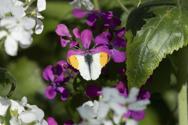 Orange tip butterfly (Anthocharis cardamines) adult insect feeding on a garden purple Honesty