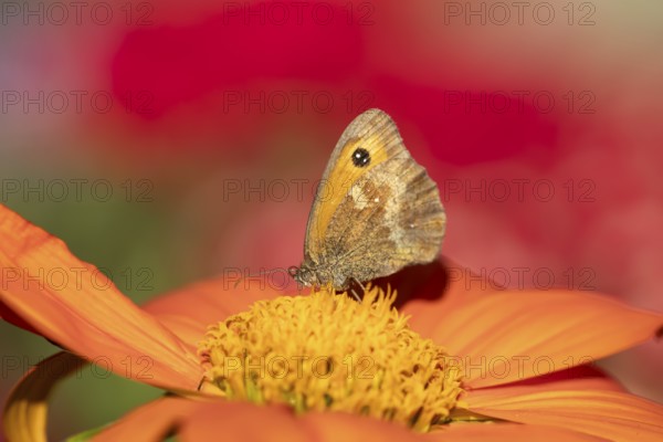 Meadow brown butterfly (Maniola jurtina) adult insect feeding on garden Mexican sunflower (Tithonia