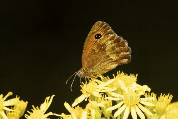 Gatekeeper butterfly (Pyronia tithonus) adult insect feeding on a Ragwort flower in summer,