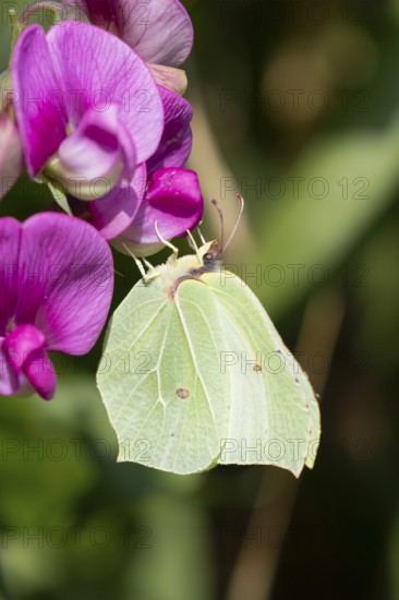 Brimstone butterfly (Gonepteryx rhamni) adult insect feeding on a garden Sweet pea flower in