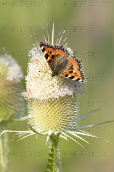 Small tortoiseshell butterfly (Aglais urticae) adult insect feeding on Teasel flowers in summer,