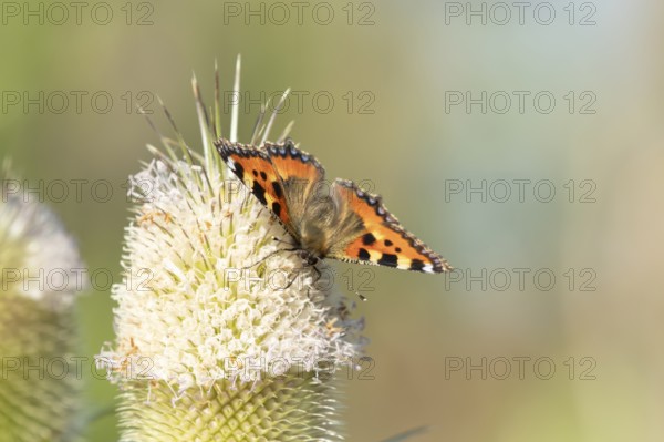 Small tortoiseshell butterfly (Aglais urticae) adult insect feeding on Teasel flowers in summer,