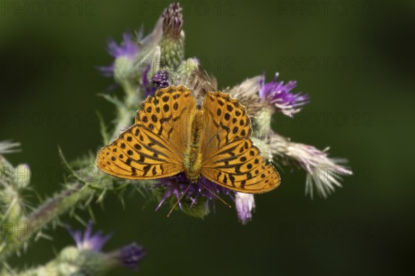 Silver washed fritillary butterfly (Argynnis paphia) adult insect feeding on purple Thistle flower