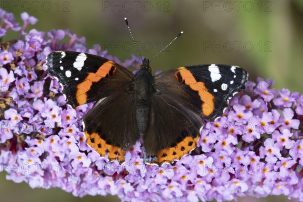 Red admiral butterfly (Vanessa atalanta) adult insect feeding on purple garden Buddleja flowers in