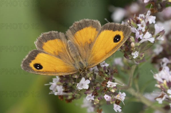 Gatekeeper butterfly (Pyronia tithonus) adult insect feeding on garden Wild marjoram or Oregano