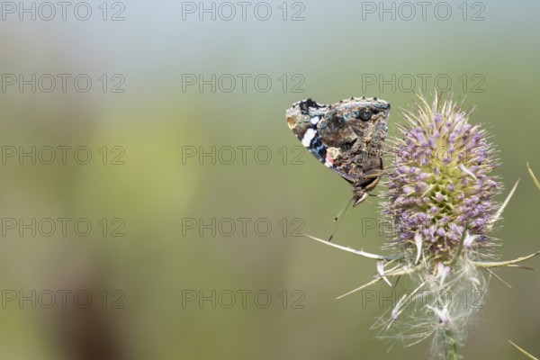 Red admiral butterfly (Vanessa atalanta) adult insect feeding on a Teasel flower in summer,