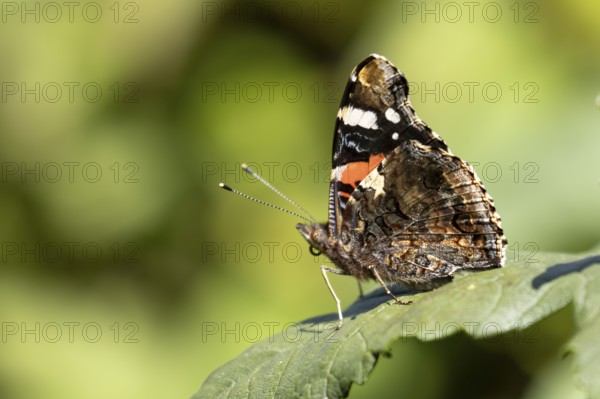 Red admiral butterfly (Vanessa atalanta) adult insect resting on a garden plant leaf in summer,