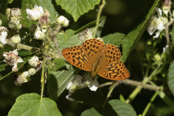 Silver-washed fritillary butterfly (Argynnis paphia) adult insect feeding on bramble flowers in