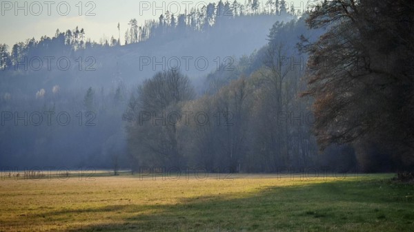 Early in the morning, light falls on a meadow on the edge of the forest, mountains in the