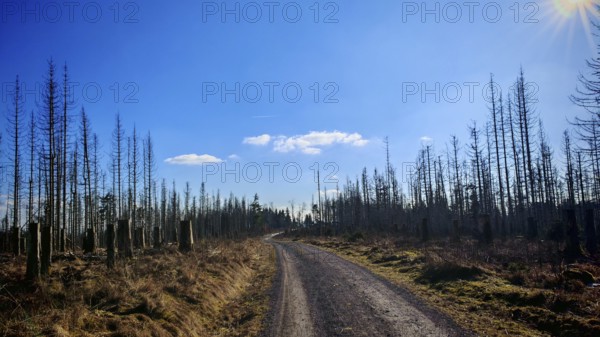 A lonely gravel road leads through bare trees, under a clear, blue winter sky, forest area with