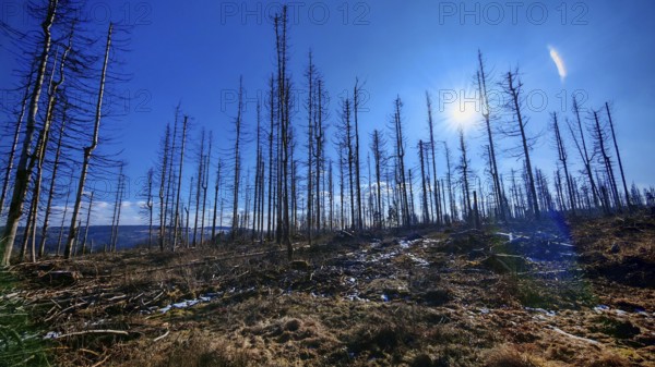 Sunlight shining through a wintry forest with bare trees, deep blue sky, forest area with spruces
