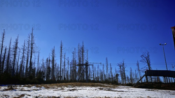 Bare trees in front of a bright blue sky and a cable car tower in a winter scene, forest area with