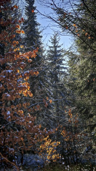Autumn forest with sunlight illuminating orange and green leaves, Rennsteig, Thuringian Forest