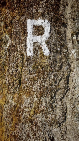 Close-up of a tree trunk with a white painted letter R as a signpost and moss, Rennsteig,