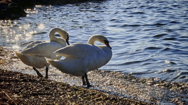 Two swans (cygnus) standing on the shore of a lake, surrounded by sparkling water, Izola, Slovenia