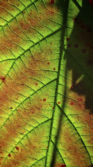 Close-up of a leaf with clear veins in green light, Frankenwald nature park Park