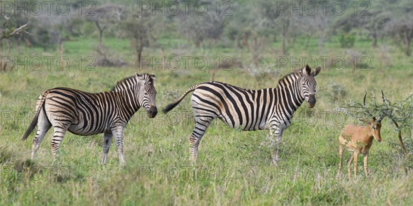 Burchell's zebra (Equus burchellii) and Impala (Aepyceros melampus melampus), KwaZulu Natal