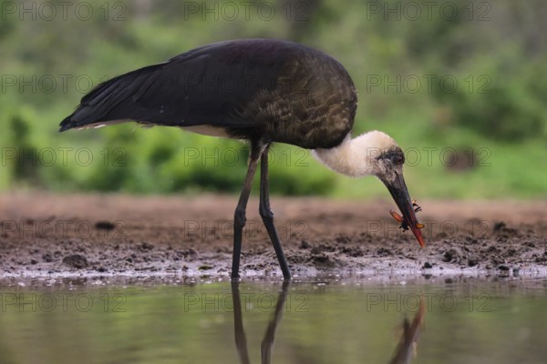 African woolly-necked stork (Ciconia microscelis), KwaZulu Natal province, South Africa
