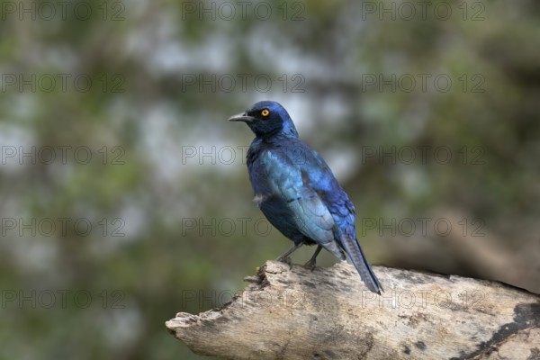 Cape Starling or Glossy Starling (Lamprotornis nitens), KwaZulu Natal province, South Africa