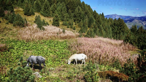 Two horses (equus) grazing peacefully on a green meadow in a mountainous landscape, peaks of the