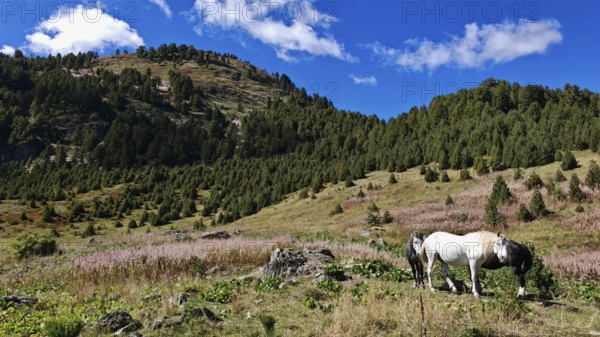 Horse (equus) grazing in a meadow in the shadow of the mountains under a clear blue sky, Montenegro