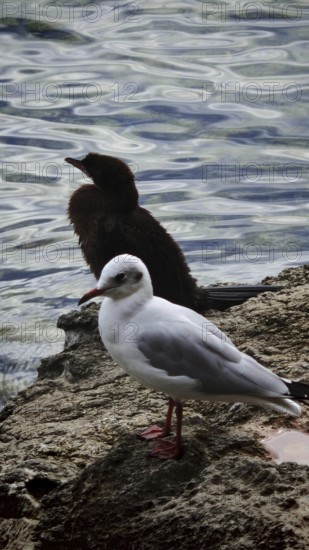 Seagull (Larinae) and cormorant (Phalacrocoracidae) on rocks by the water, quiet atmosphere,