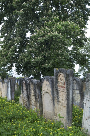 Gravestones, horse chestnut (Aesculus hippocastanum) in bloom behind, Jewish cemetery, Czernowicz,