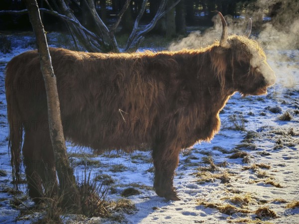 Highland cattle (bos taurus taurus) standing in the snow and exhaling steam while breathing in the