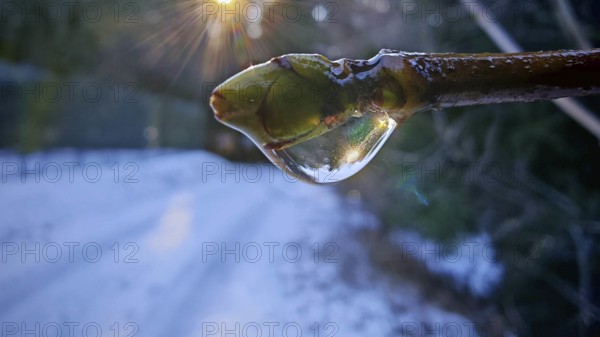 Close-up, A drop of water on a bud on a branch reflects the sun in a winter environment, Rennsteig,