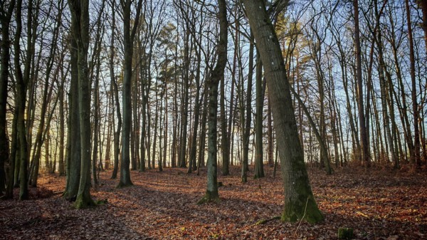 Autumn forest scene with soft morning light and leaves on the ground, Franconian Forest nature park