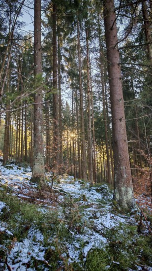 View through a dense forest with tall trees, contrasts of light and shadow on the snow, Franconian