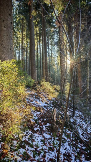 Sunbeams flood a snow-covered forest with tall trees. Quiet and peaceful atmosphere, Franconian