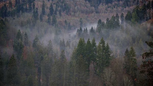 A thick forest covered with fog and mighty conifers with clouds of fog, Frankenwald nature park