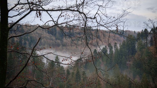 Bare branches of a forest in autumn with fog hanging between the trees, Frankenwald nature park