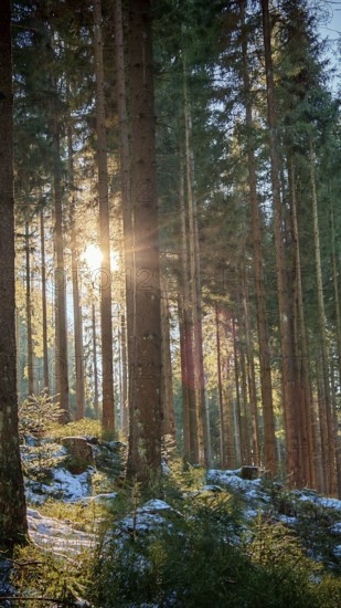 Sunbeams break through tall, densely standing trees in the snow-covered forest. Quiet, idyllic