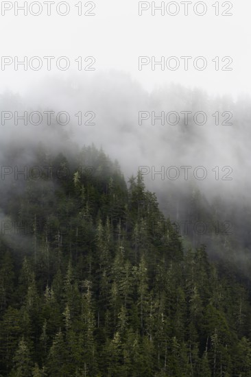 Dense forest on mountain slopes, mystical fog sweeping through the forest, Kenai Fjords National