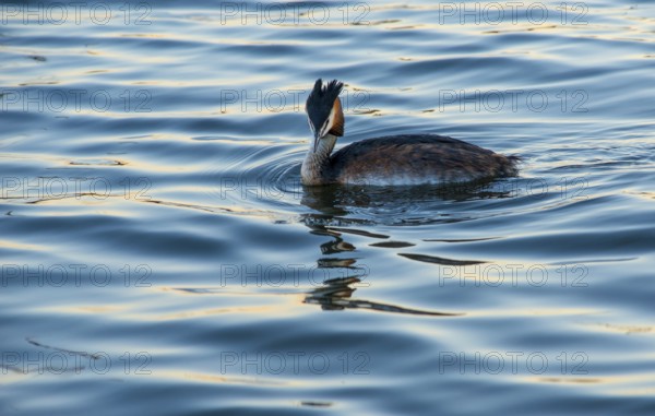 Great Crested Grebe (Podiceps Scalloped ribbonfish) swimming alone in blue and golden shimmering