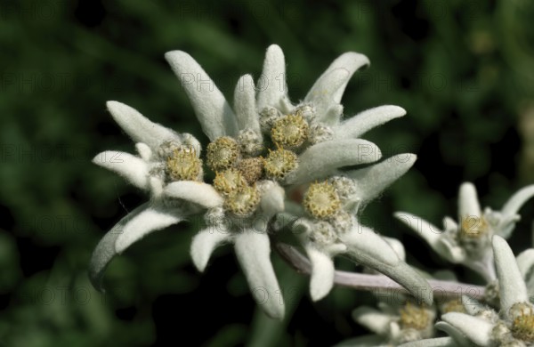 Alpine edelweiss, Leontopodium nivale, plant species from the genus Leontopodium (edelweiss) within