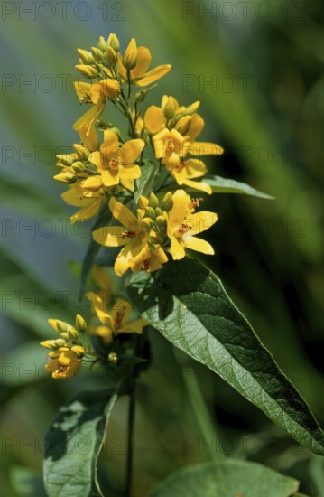 Common yellow willow, Lysimachia vulgaris, also panicle willow or common willow willow, primrose