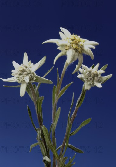 Alpine edelweiss, Leontopodium nivale, plant species from the genus Leontopodium (edelweiss) within