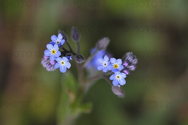 Field forget-me-not, field forget-me-not (Myosotis arvensis), flowers, on a wild field, Wilnsdorf,