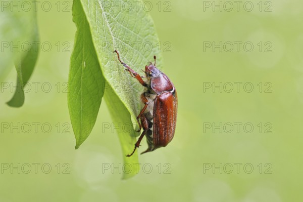 May beetle, wood cockchafer (Melolontha hippocastani), female, on leaf of a willow (Salix caprea),