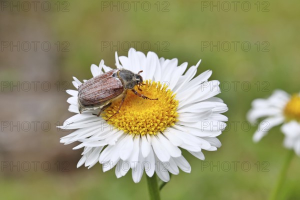 Cockchafer, field cockchafer (Melolontha melolontha), female on a flower of a daisy (Leucanthemum