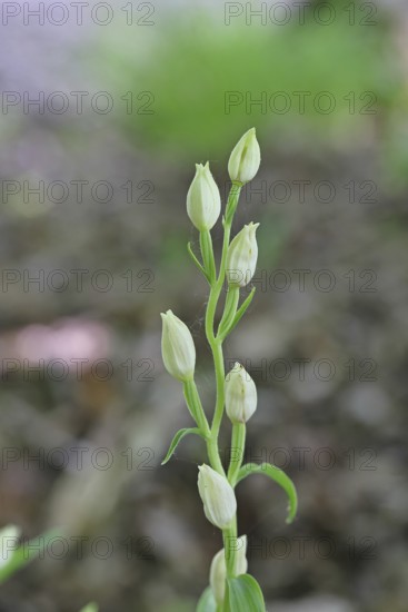 White Helleborine, Pale Helleborine, Cephalanthera damasonium, Orchidaceae, Orchid, Orchidaceae,